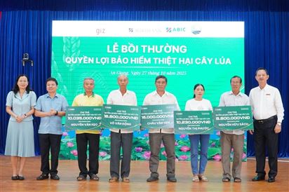 Dự phòng bảo hiểm thiệt hại cây lúa từ ABIC, nông dân an tâm sản xuất